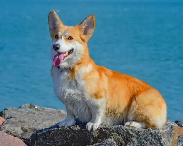 Radosny corgi pies siedzi na kamieniach nad błękitną wodą, z językiem na wierzchu.