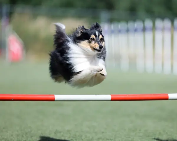 Shetland sheepdog w locie pokonuje przeszkodę podczas zawodów psie sporty.