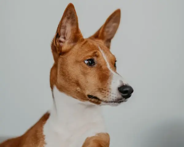 Portret psa rasy basenji z charakterystycznymi, stojącymi uszami i bystrym spojrzeniem.