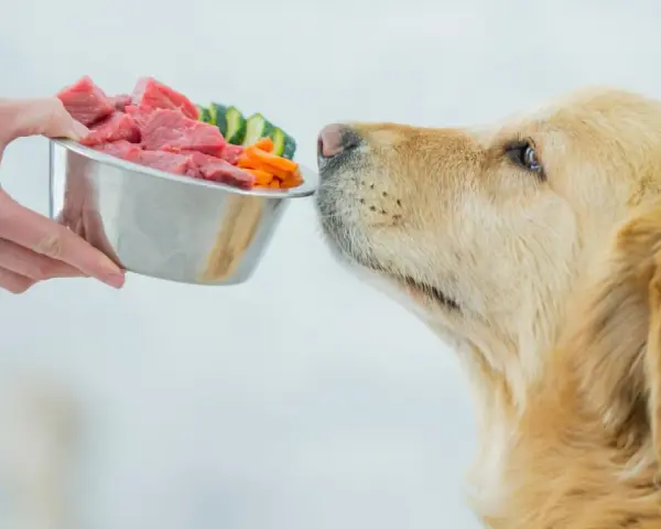 Złoty retriever z apetytem wącha miskę pełną mięsa i warzyw. Czas na karmienie psa!