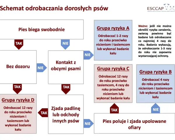 Schemat odrobaczania psów: odrobaczanie psa co ile zależy od jego stylu życia i kontaktu z innymi zwierzętami.