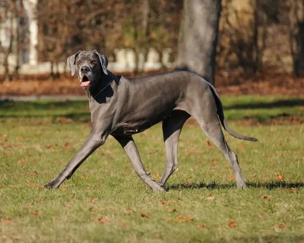 Szary dog niemiecki biegnie po trawie, z otwartym pyskiem. W tle drzewa i liście. Kostniakomięsak u psa to poważna choroba.