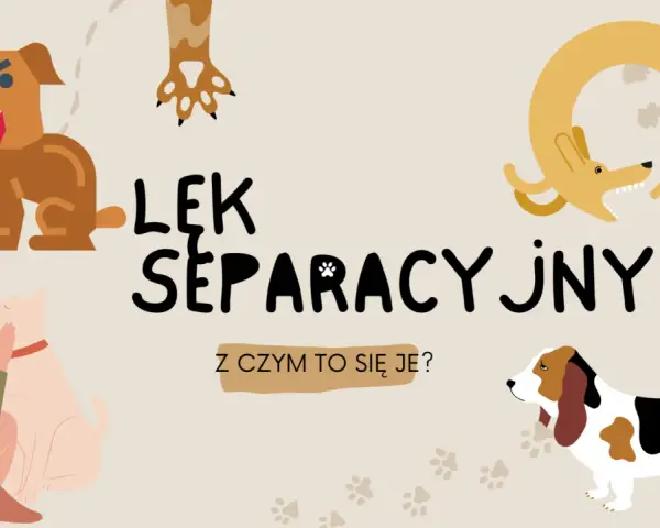 Ilustracja przedstawia różne psy i tekst "Lęk separacyjny u psa". Widzimy psa warczącego, psa przytulającego się do człowieka, psa w kształcie koła i basseta.