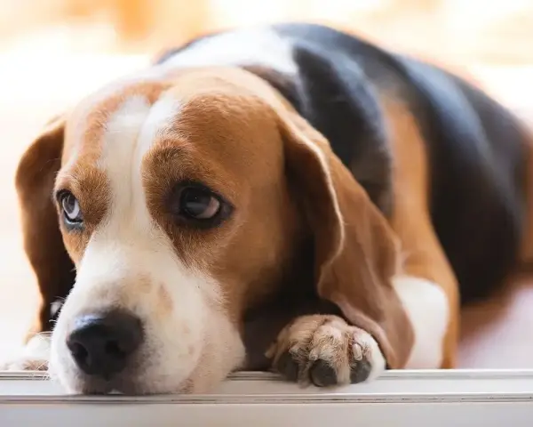Smutny beagle leży, jego oczy wyrażają niepokój. Czy to objawy zapalenia trzustki u psa, śmiertelność tej choroby jest wysoka.
