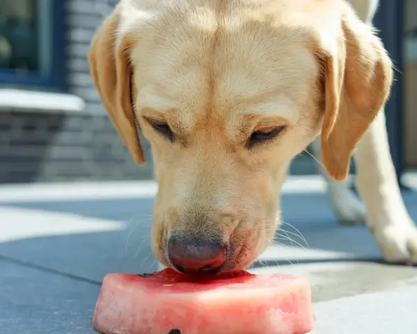 Labrador z zaciekawieniem wącha kawałek arbuza. Czy pies może jeść arbuza? Tak, w umiarkowanych ilościach, bez pestek i skórki.