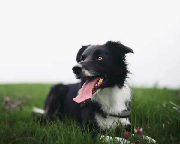 Czarny pies rasy border collie, z językiem na wierzchu, leży na zielonej trawie. Ten zespol przedsionkowy pies wygląda na szczęśliwego.