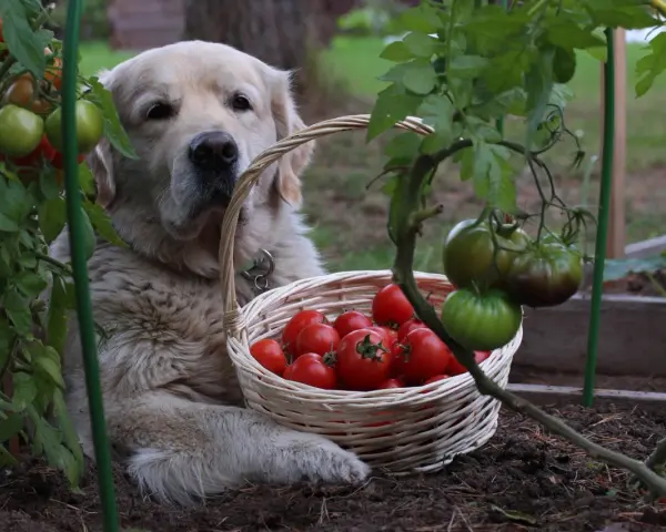 Złoty retriever z koszykiem pomidorów. Czy pies może jeść pomidory? Ten słodki piesek pilnuje zbiorów.