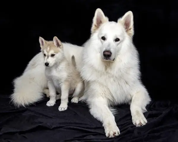Duży biały pies i szczeniak husky, przyszły pies tropiący, siedzą na czarnym tle.