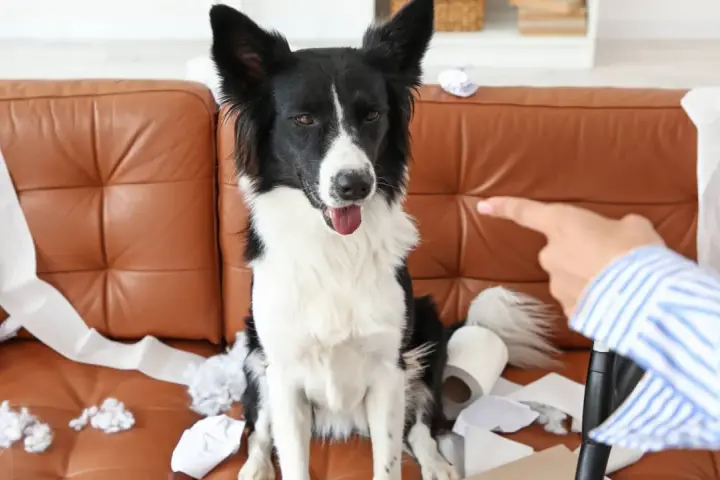 Pies siedzi na kanapie wśród papieru toaletowego. Właściciel wskazuje palcem, a pies wydaje się niewzruszony, mimo że jego głośne szczekanie mogło być przyczyną bałaganu.