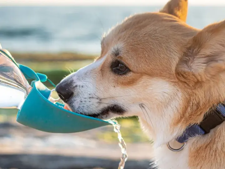 Corgi pije wodę z podróżnej miski. Czy pies może pić wodę mineralną? Zależy od jej składu, ale zwykła woda jest najlepsza.