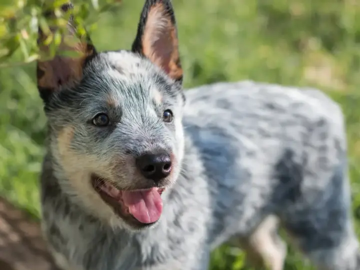 Uroczy szczeniak blue heeler z językiem na wierzchu, cieszący się słońcem na zielonej trawie.