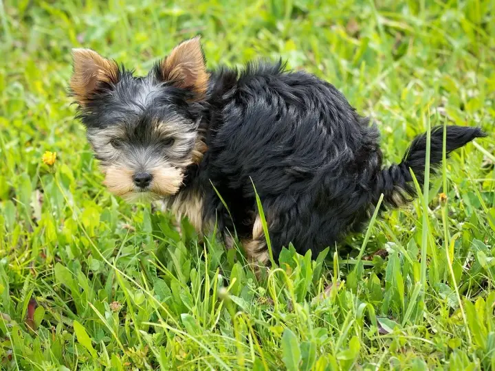 Mały, kudłaty piesek Yorkshire Terrier w trawie robi żółtą kupę.