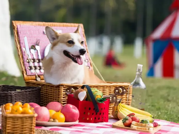 Radosny corgi w wiklinowym koszu piknikowym, otoczony owocami i zabawkami. Idealny dzień psa na świeżym powietrzu!