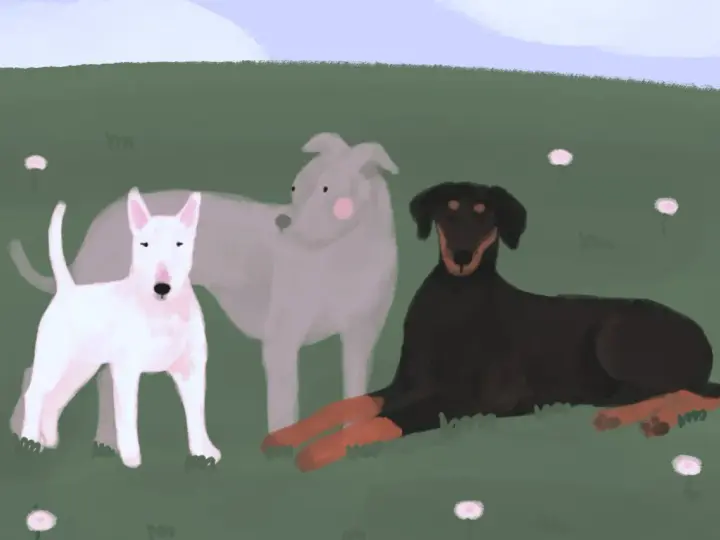 Trzy psy: biały bullterier, szary chart i czarny doberman z podpalaniem, odpoczywają na zielonej łące. Choć wyglądają groźnie, to tylko psy.