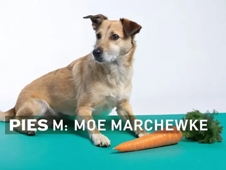 Pies Moe zastanawia się, czy pies może jeść marchew. Obok leży pomarańczowa marchewka.