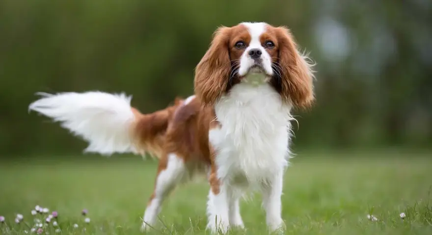Elegancki spaniel king, z puszystym ogonem i łagodnym spojrzeniem, dumnie prezentuje się na zielonej łące.