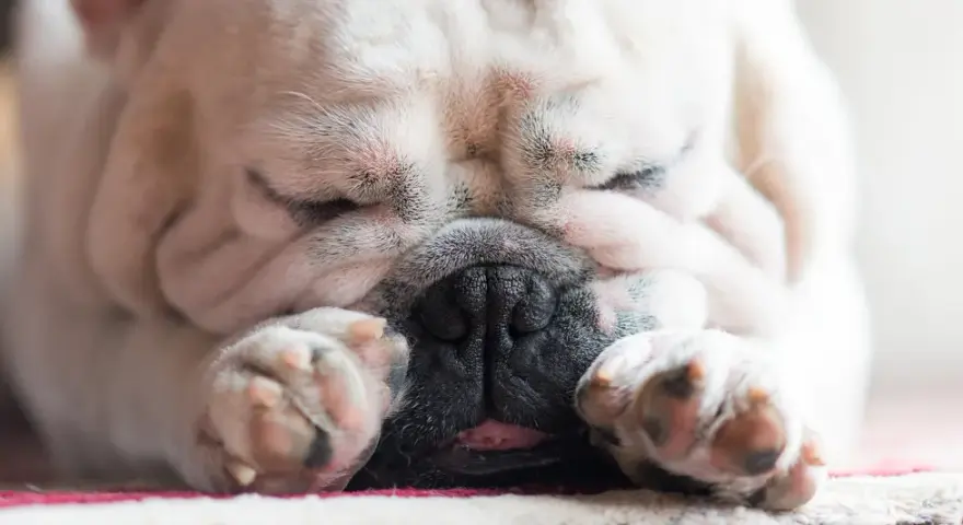 Śpiący buldog francuski, z nosem schowanym w łapkach, charczy jakby się dusił. Jego pyszczek jest pomarszczony, a język lekko wystaje.