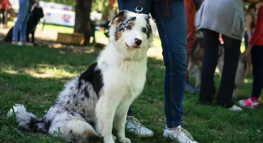 Pies z pięknym umaszczeniem merle siedzi na trawie, obok ludzkich nóg.