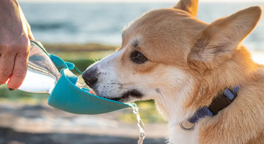 Corgi pije wodę z podróżnej miski. Czy pies może pić wodę mineralną? Zależy od jej składu, ale zwykła woda jest najlepsza.