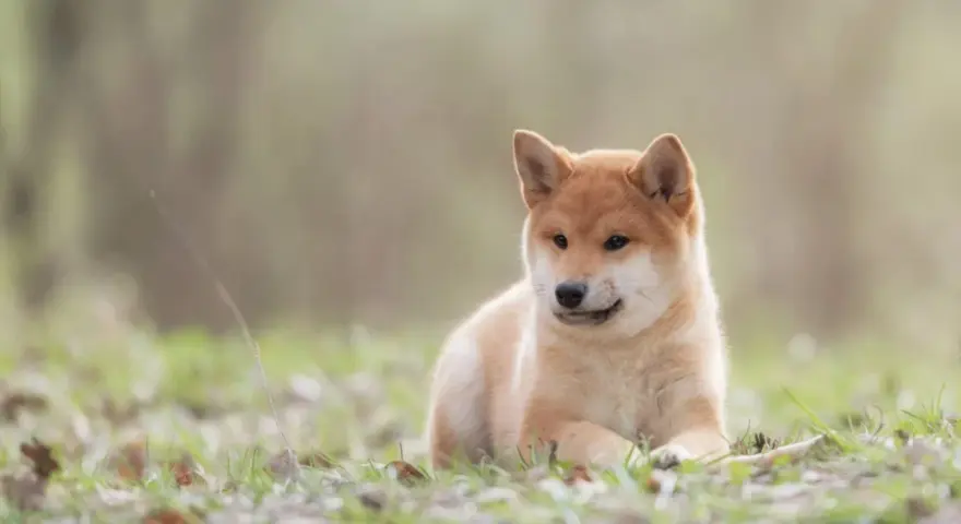 Uroczy szczeniak Shiba Inu, pies jak lis, leży na trawie wśród opadłych liści.
