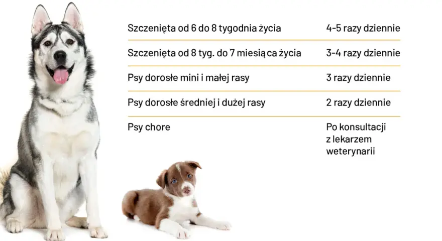Ile powinien jeść pies? Tabela podpowiada, jak często karmić szczenięta i dorosłe psy różnych ras, a także chore.