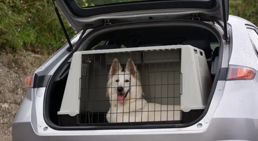 Biały pies rasy husky w klatce w bagażniku samochodu. Bezpieczny sposób, jak przewozić psa w samochodzie.