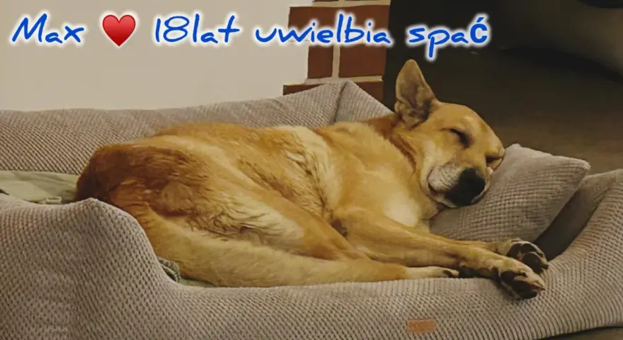 Max, 18-latek, śpi głęboko. Czy psy mają sny? Max na pewno odpoczywa, być może śni o gonieniu wiewiórek.
