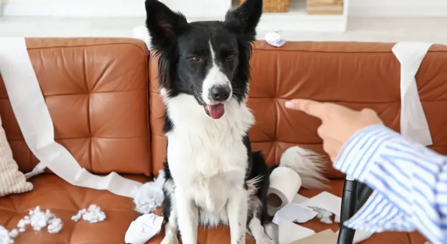 Pies siedzi na kanapie wśród papieru toaletowego. Właściciel wskazuje palcem, a pies wydaje się niewzruszony, mimo że jego głośne szczekanie mogło być przyczyną bałaganu.