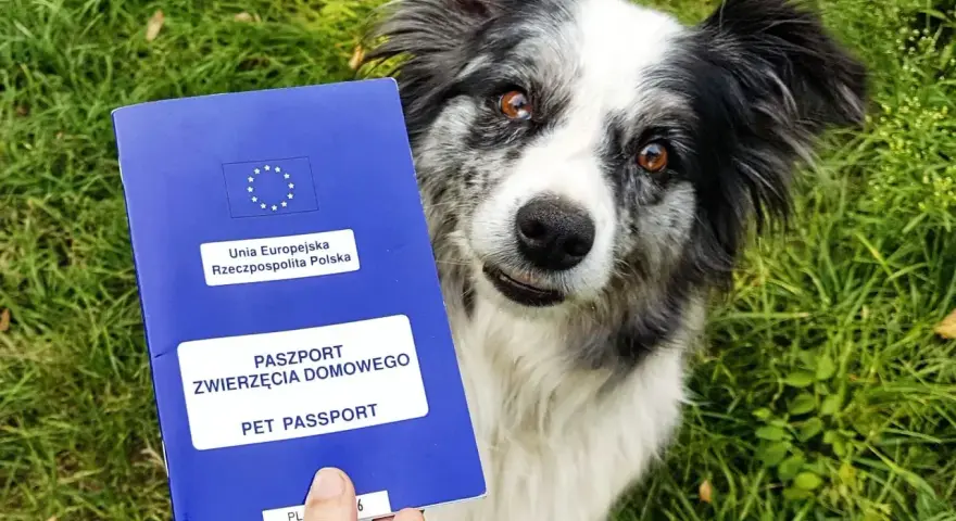 Paszport dla psa gotowy do podróży. Piesek czeka na przygodę!