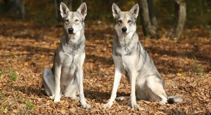 Dwa wilki, które wyglądają jak psy, siedzą na jesiennych liściach w lesie.