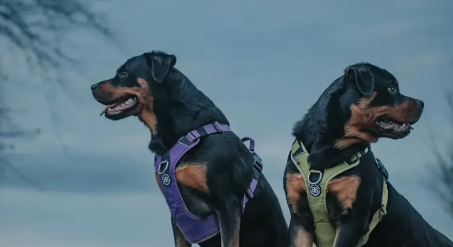 Dwa rottweilery w szelkach: fioletowych i zielonych. Idealne szelki dla psa to te, które zapewniają komfort i bezpieczeństwo.