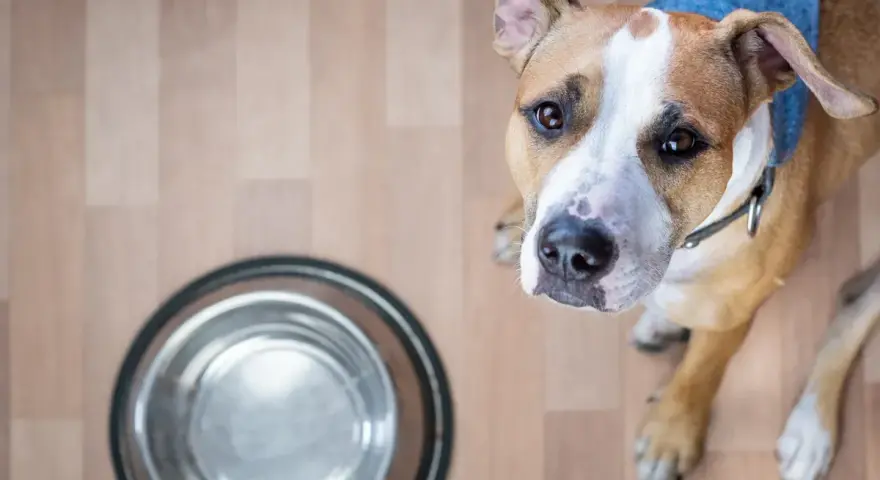 Pies z nadzieją patrzy na pustą miskę. Czy pies może jeść jajko? To pytanie nurtuje wielu właścicieli.