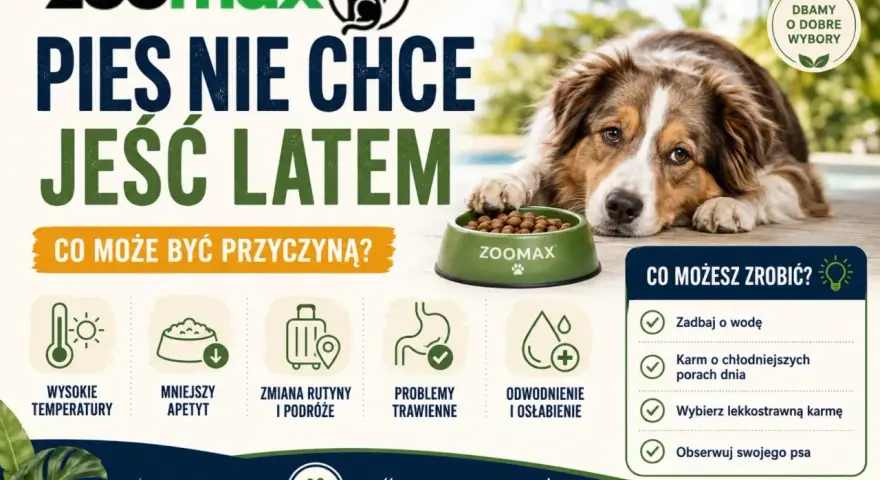 Pies nie chce jeść latem? Przyczyny: wysokie temperatury, mniejszy apetyt. Rozwiązania: zadbaj o wodę, karm o chłodniejszych porach dnia.