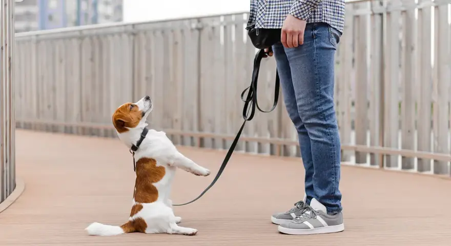 Piesek jack russell terrier na smyczy, w pozycji siedzącej, z łapkami uniesionymi do góry, jakby prosił o coś. Może to być objaw OCD u psa, gdy pies wykonuje powtarzalne czynności.