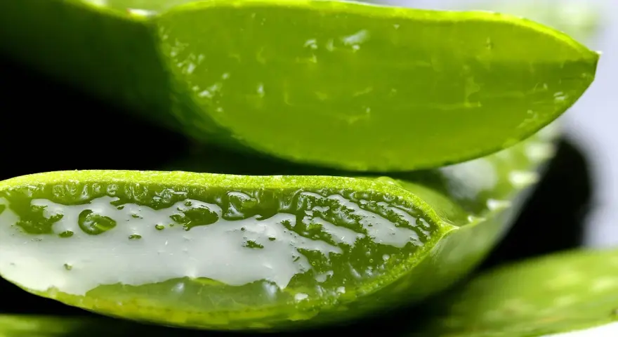 Przekrojony aloes, z którego wypływa żel. Czy aloes jest trujący? Zależy od części rośliny i sposobu użycia.