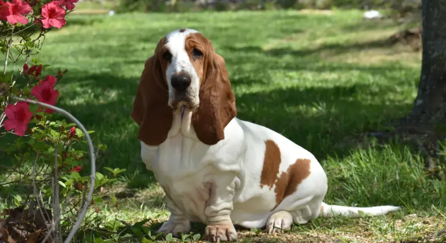 Uroczy basset hound siedzi na trawie obok krzewu z różowymi kwiatami.