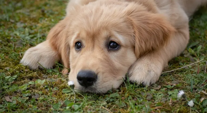 Słodki szczeniak golden retriever leży na trawie, marząc o przygodach. Idealny pies do towarzystwa.