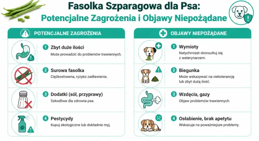 Czy pies może jeść fasolkę szparagową? Infografika ostrzega przed zagrożeniami: zbyt duża ilość, surowa fasolka, dodatki, pestycydy. Objawy: wymioty, biegunka, wzdęcia, osłabienie.