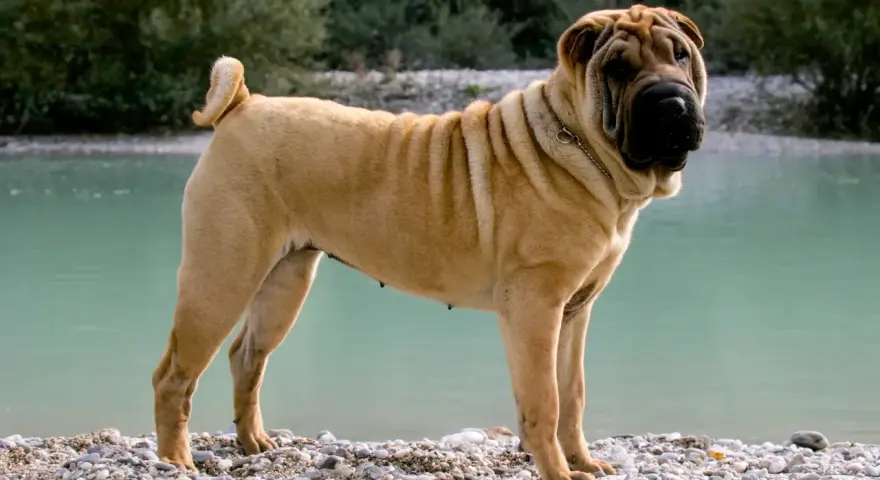 Pies rasy shar pei stoi na kamienistej plaży nad turkusową wodą. Jego charakterystyczne fałdy skóry są widoczne na pysku i grzbiecie.