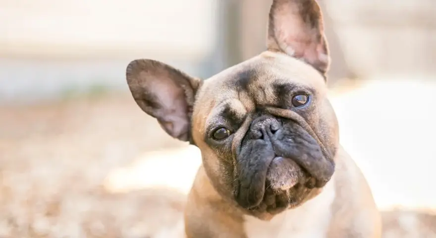 Uroczy francuski buldog z zaciekawieniem pochyla głowę, patrząc w obiektyw.