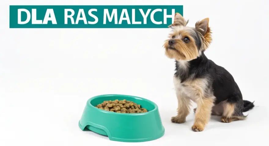 Mały piesek Yorkshire Terrier siedzi obok miski suchej karmy. Czy pies może jeść tylko suchą karmę?