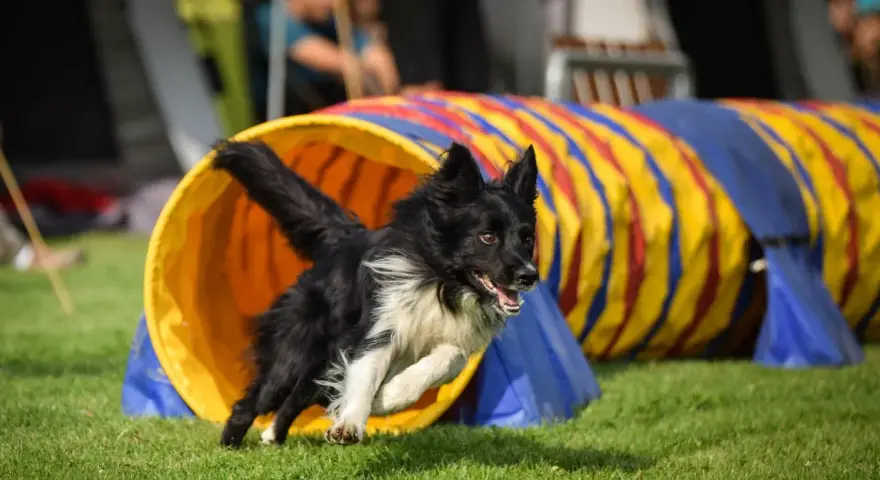 Czarny pies z białym kołnierzem wybiega z tunelu podczas treningu agility.