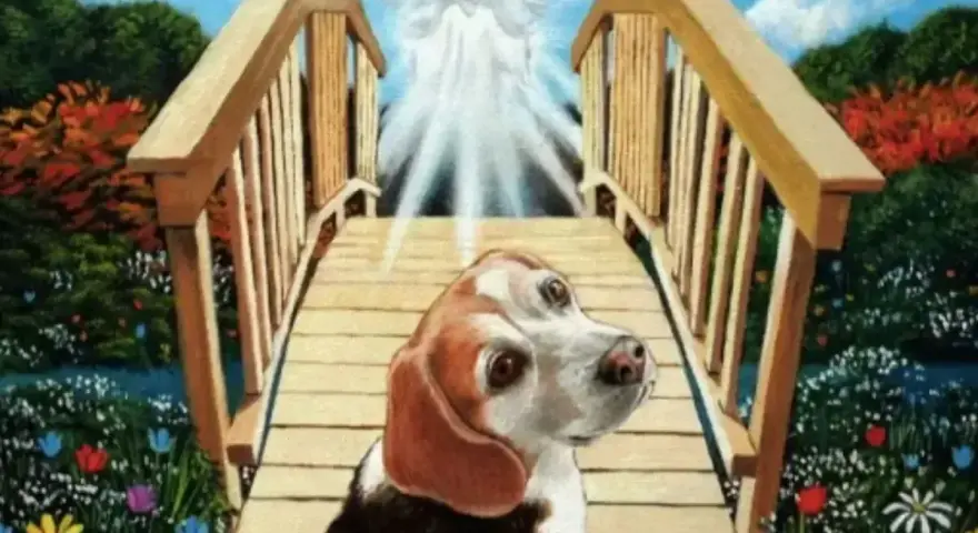 Pies beagle na moście tęczowym, idący w stronę anioła. Widać, że pies zdechł, ale czeka go lepsze życie.