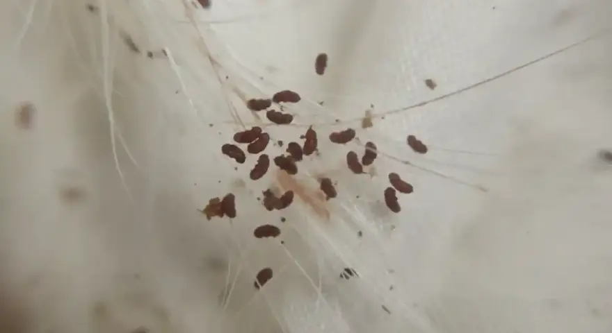 Makro zbliżenie na sierść psa z licznymi pasożytami. Czy pchły z psa mogą przejść na człowieka? Tak, niektóre gatunki pcheł mogą przenosić się na ludzi.