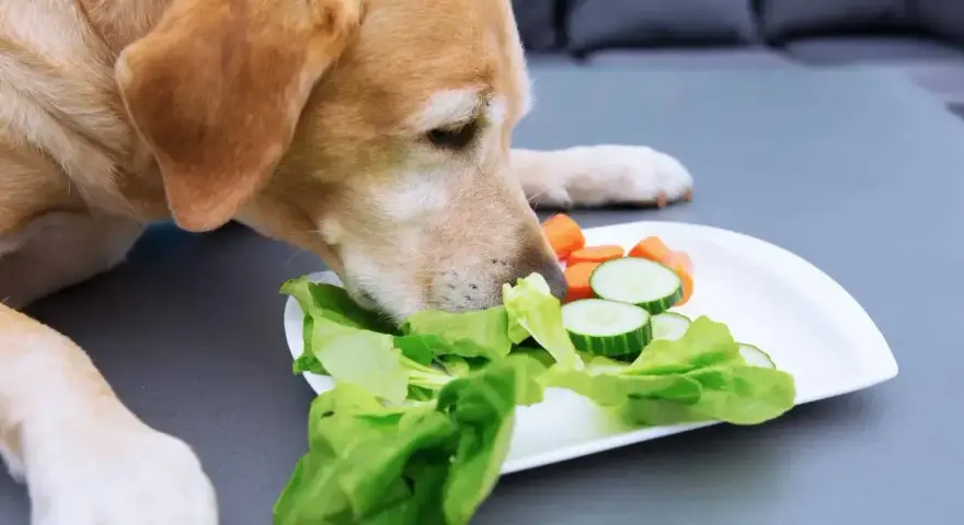 Labrador wącha talerz z sałatą, ogórkiem i marchewką, zastanawiając się, czy pies może jeść sałatę.