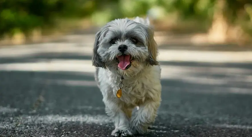 Szczęśliwy shih tzu na spacerze. Te urocze pieski żyją długo, często ponad 15 lat, ciesząc swoich właścicieli.