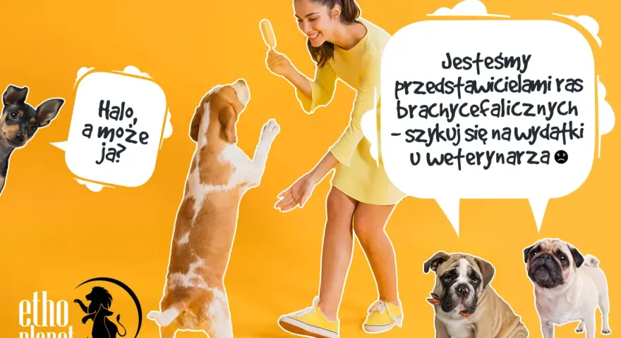 Uśmiechnięta kobieta z lodem na patyku, pies beagle skacze, a obok mały piesek i buldogi. To nie jest typowy cattle dog, ale wszystkie psy zasługują na opiekę.
