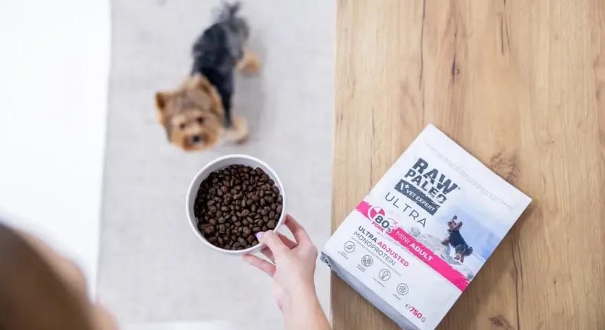 Yorkshire terrier czeka na miskę karmy Raw Paleo Vet Expert Ultra. Karma dla psów z jednym źródłem białka.