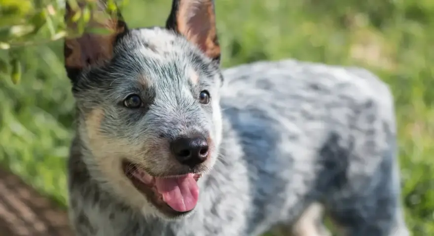 Uroczy szczeniak blue heeler z językiem na wierzchu, cieszący się słońcem na zielonej trawie.