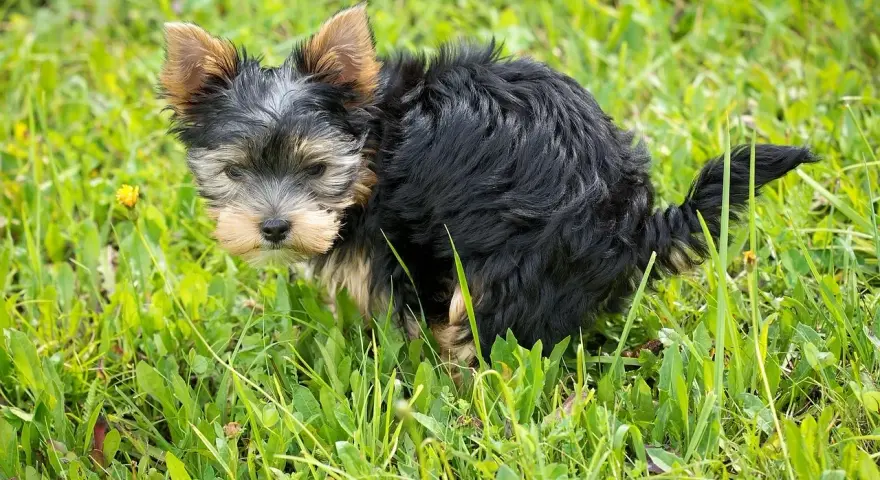 Mały, kudłaty piesek Yorkshire Terrier w trawie robi żółtą kupę.